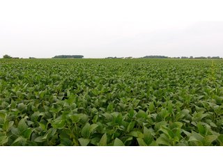 Property photo 23 - IMPORTANT OHIO LAND AUCTION - 325.5+/- ACRES OFFERED IN 8 TRACTS IN PICKAWAY COUNTY, OHIO